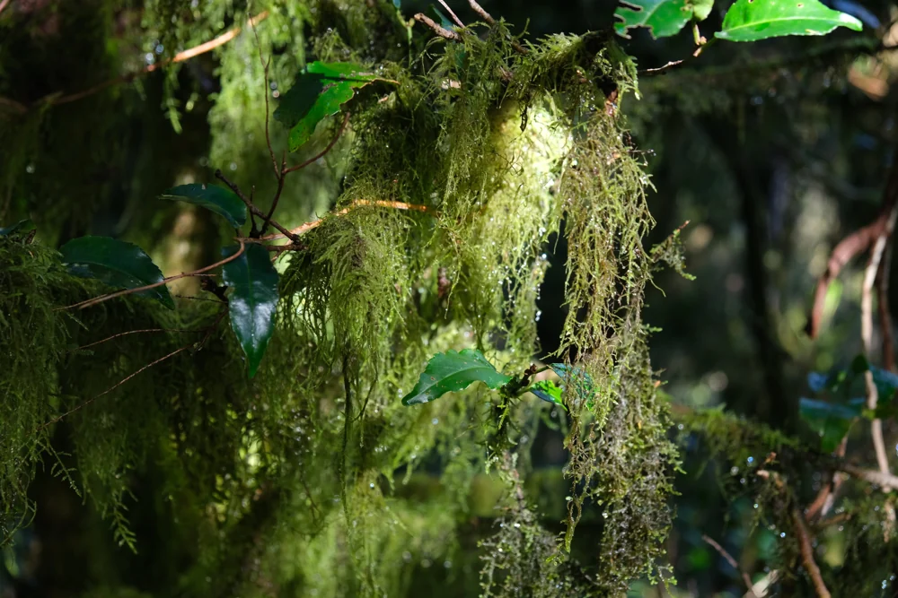 Soft light falling through Anaga’s mossy laurel forest